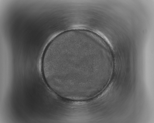 X0000101461277200807280952