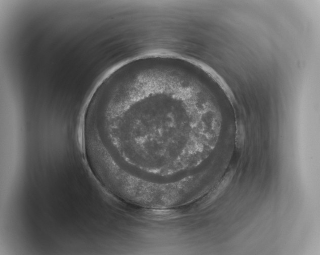 X0000101461295200807280952