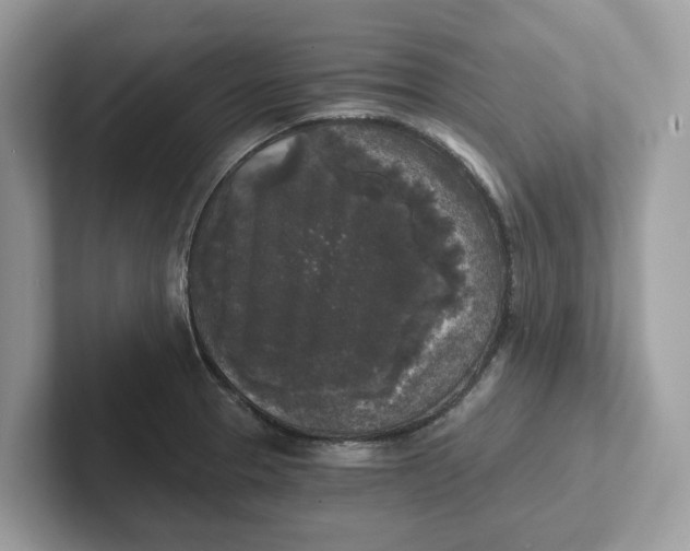 X0000101461329200807280951