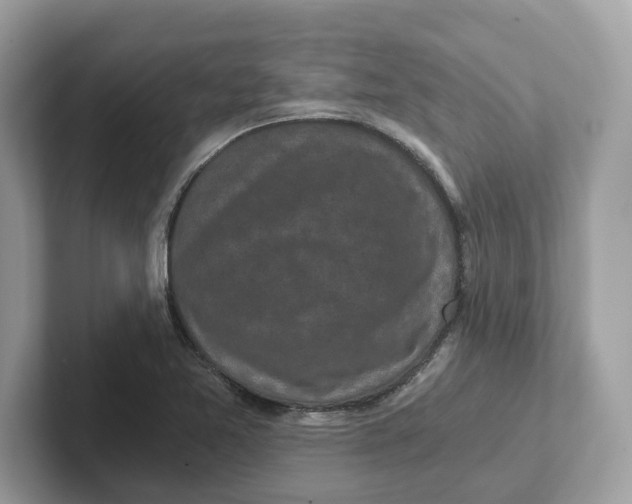 X0000101461365200807280951