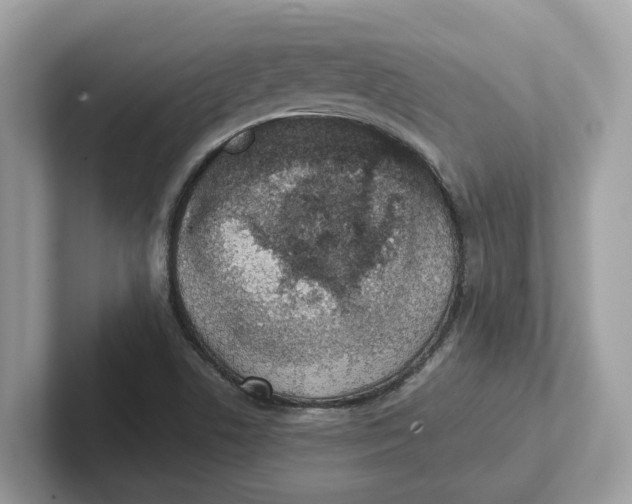 X0000101461506200807280949