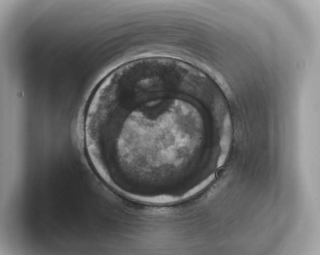 X0000101461522200807280949