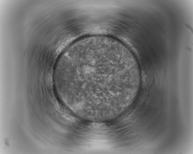 X0000101460487200808041045
