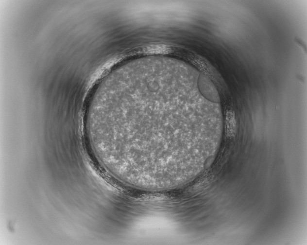 X0000101460726200808041041