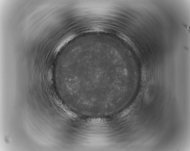 X0000101460826200808041040