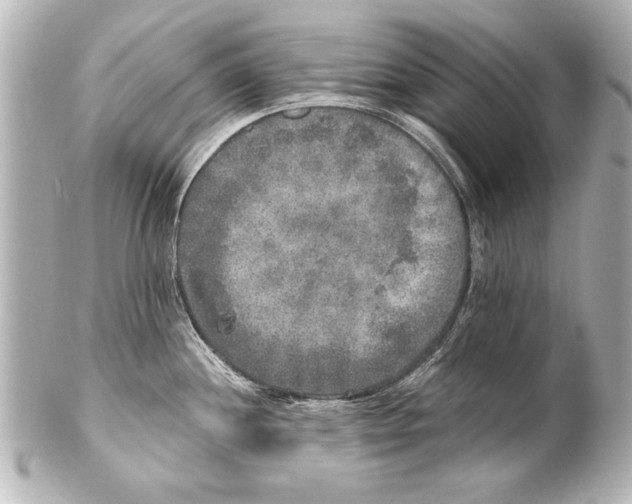 X0000101461244200808041034
