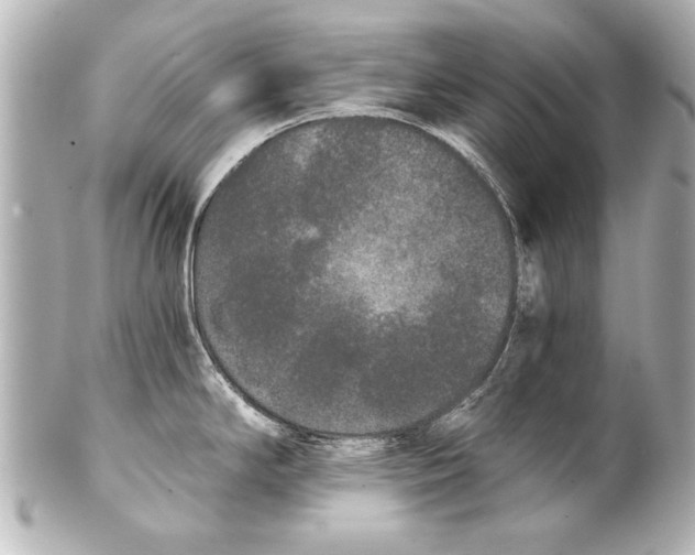 X0000101461294200808041033
