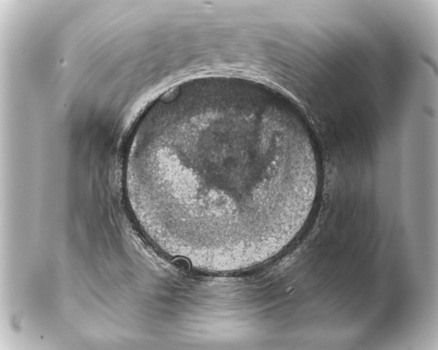 X0000101461506200808041029