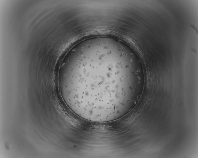 X0000101470439200807211340