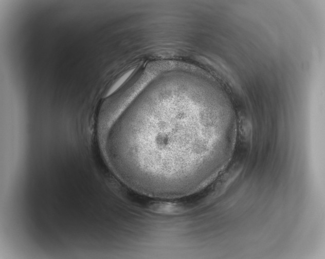 X0000101470507200807281022