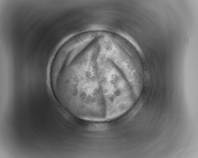 X0000101471427200807281010