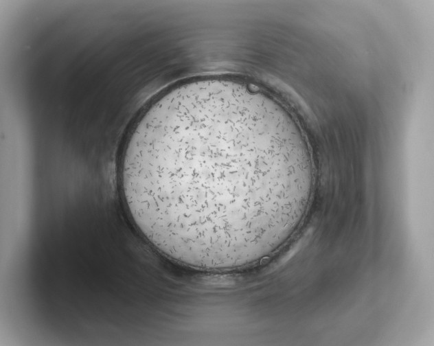 X0000101471457200807281010