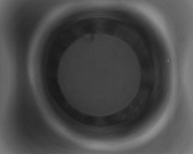 X0000101480766200807071504
