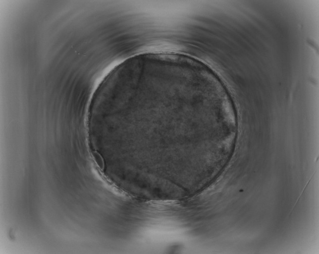 X0000101480864200807211357