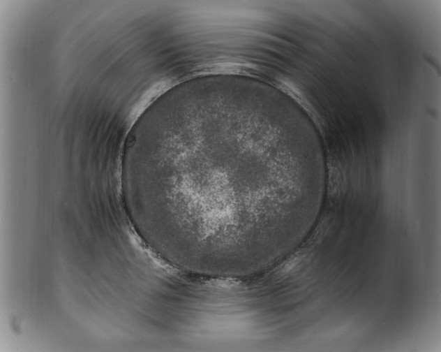 X0000101480994200807211355