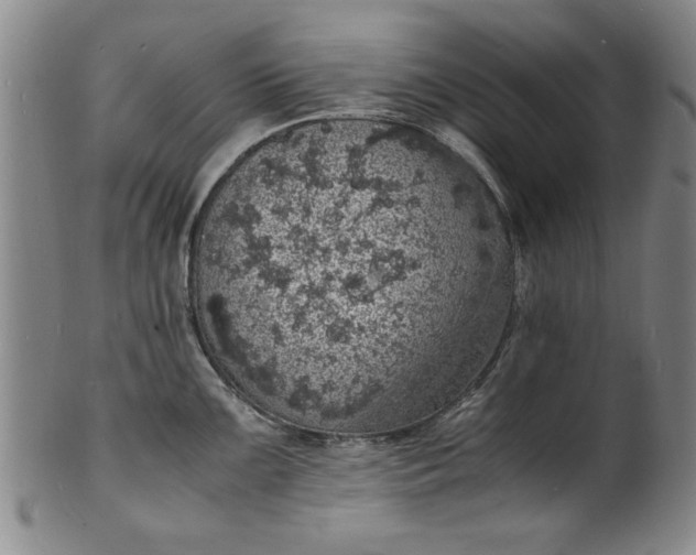 X0000101481099200807211353