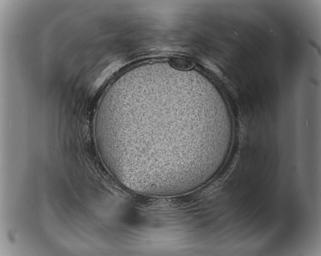 X0000101481259200807211351