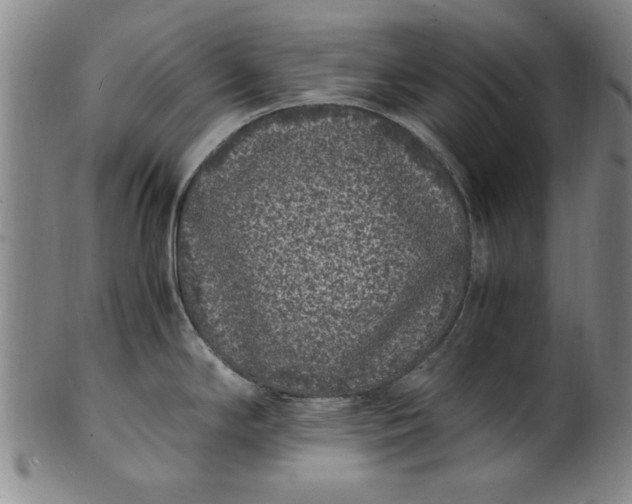 X0000101481294200807211350