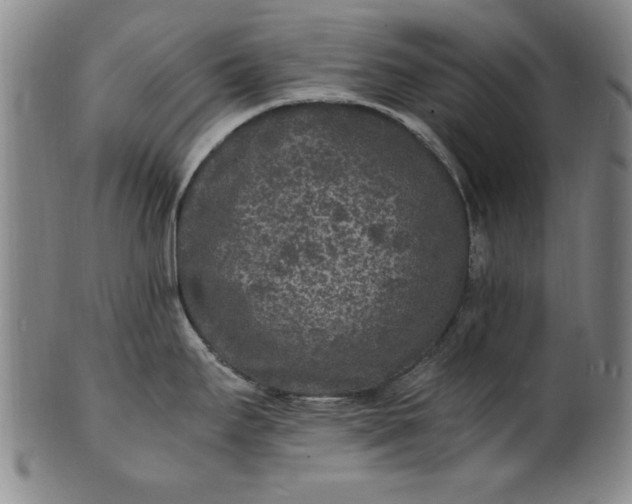 X0000101481295200807211350