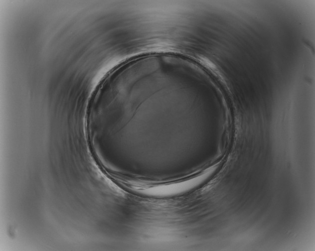 X0000101481334200807211350