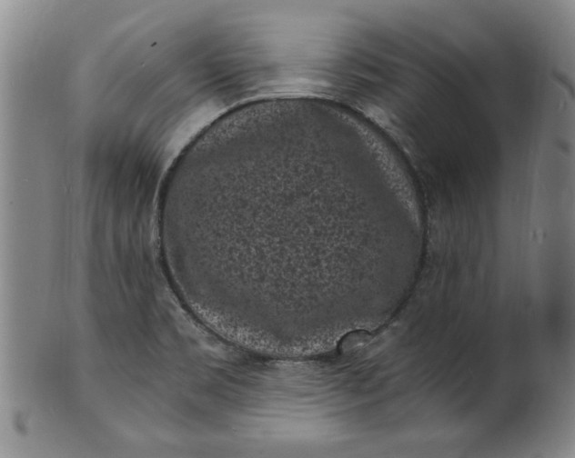 X0000101481469200807211348