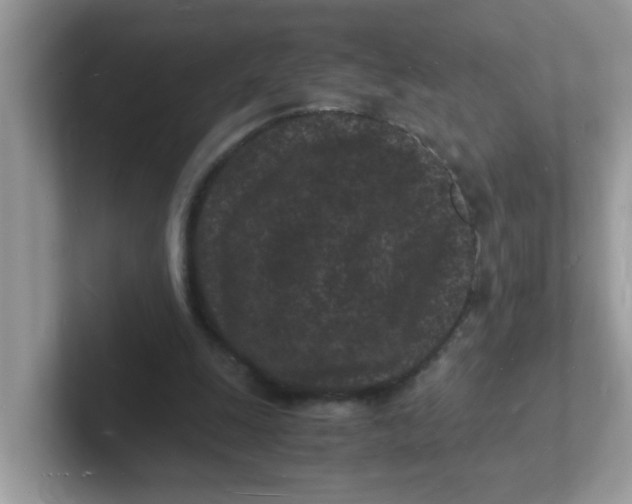 X0000101480247200807281045