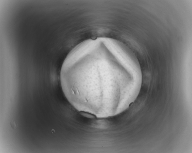 X0000101480324200807281044