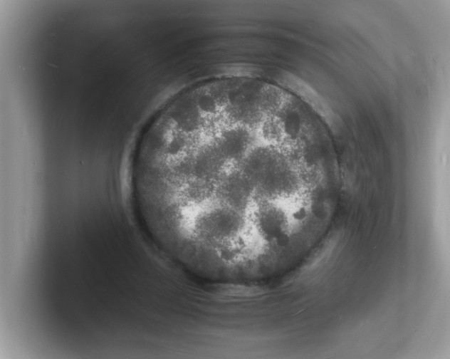 X0000101480347200807281044