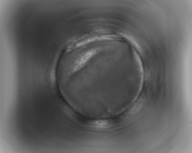 X0000101480353200807281044