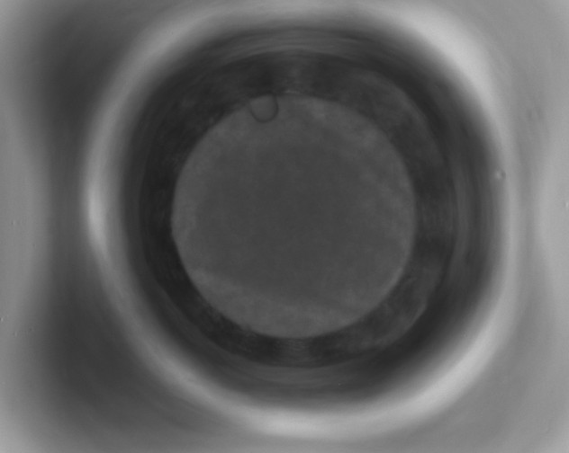 X0000101480766200807281039