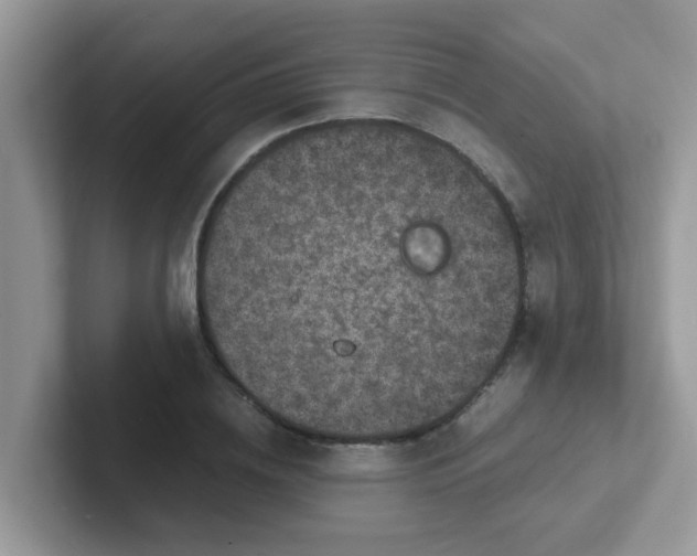 X0000101480836200807281038