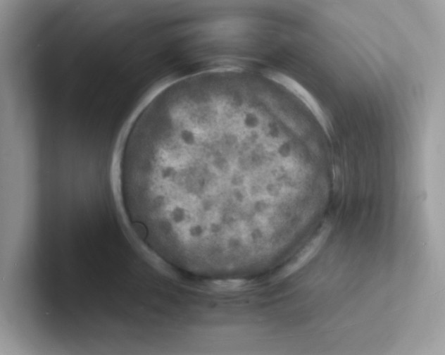 X0000101480859200807281038