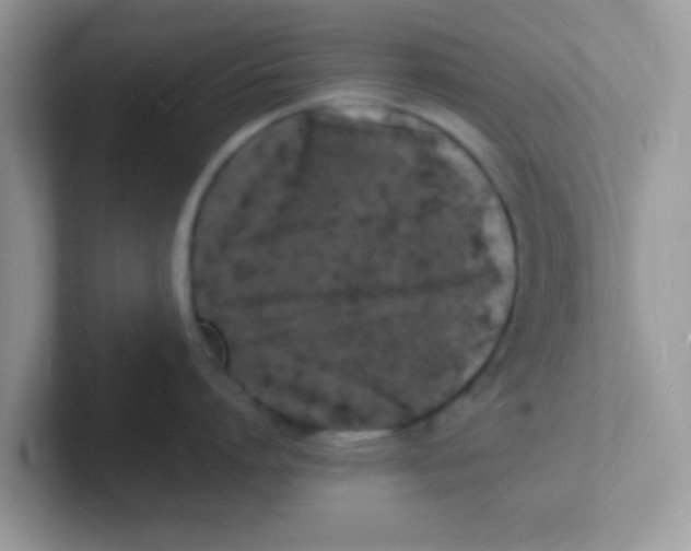 X0000101480864200807281038