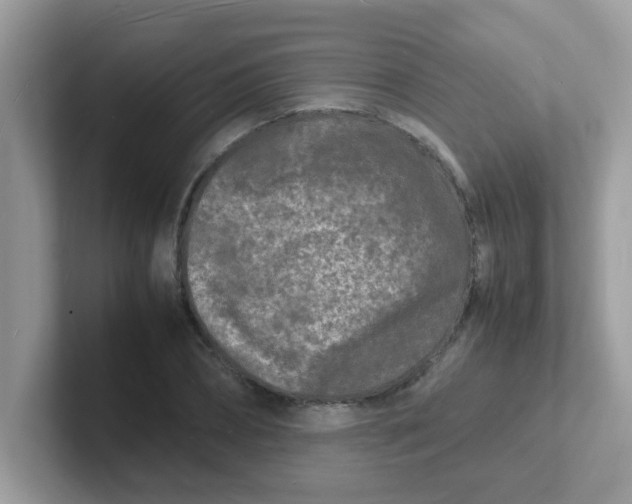 X0000101480882200807281037