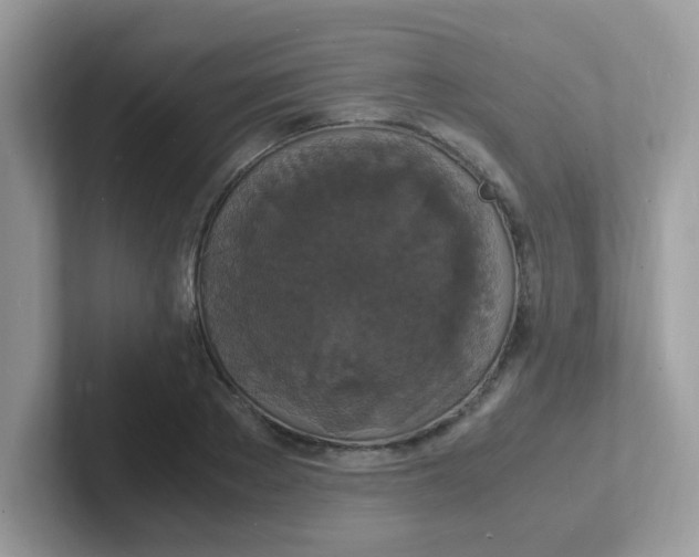 X0000101480889200807281037