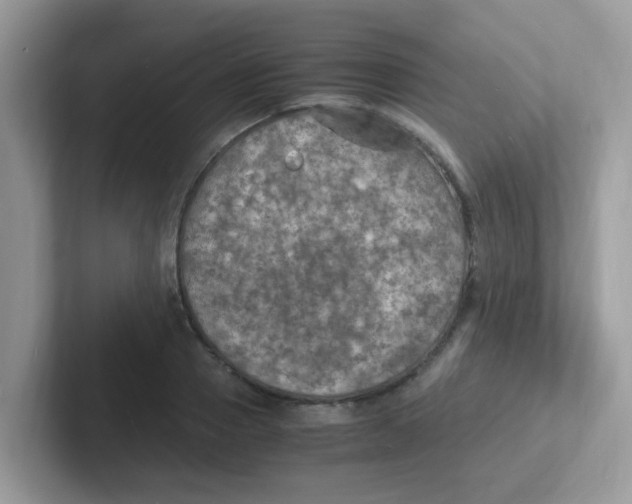 X0000101480937200807281036