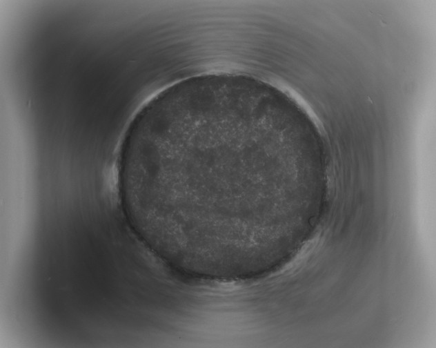 X0000101480975200807281036