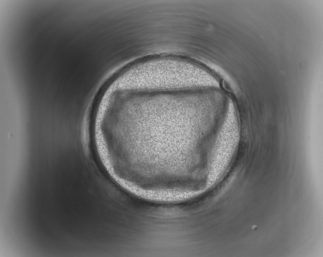 X0000101480983200807281036