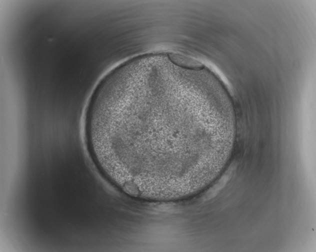 X0000101480991200807281036