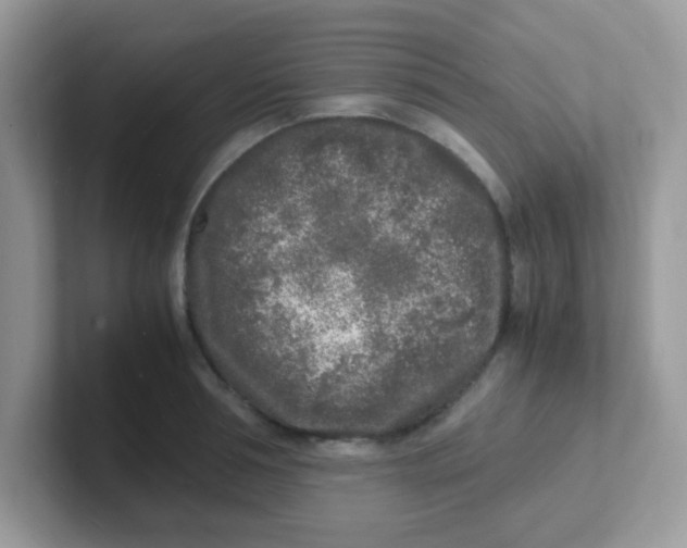 X0000101480994200807281036