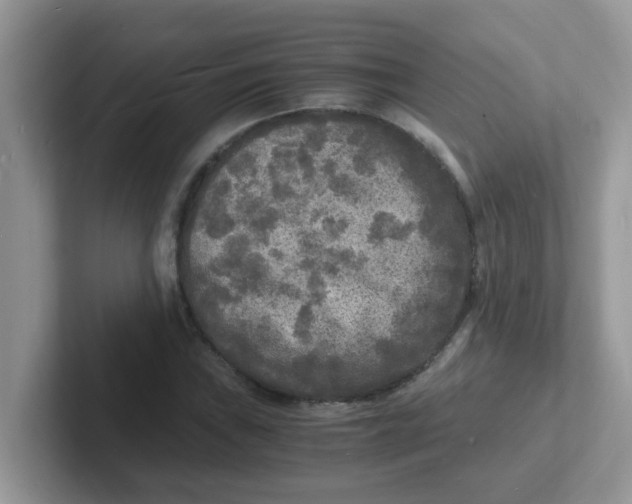 X0000101481019200807281035