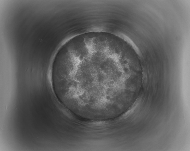 X0000101481035200807281035