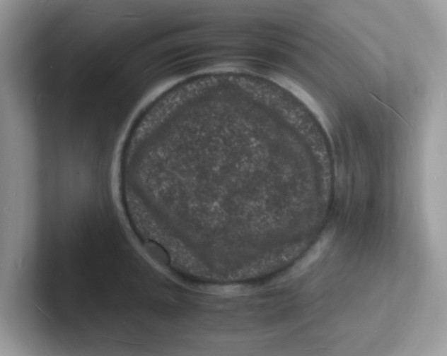 X0000101481045200807281035