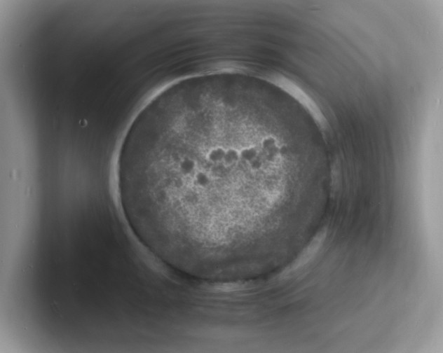 X0000101481047200807281035