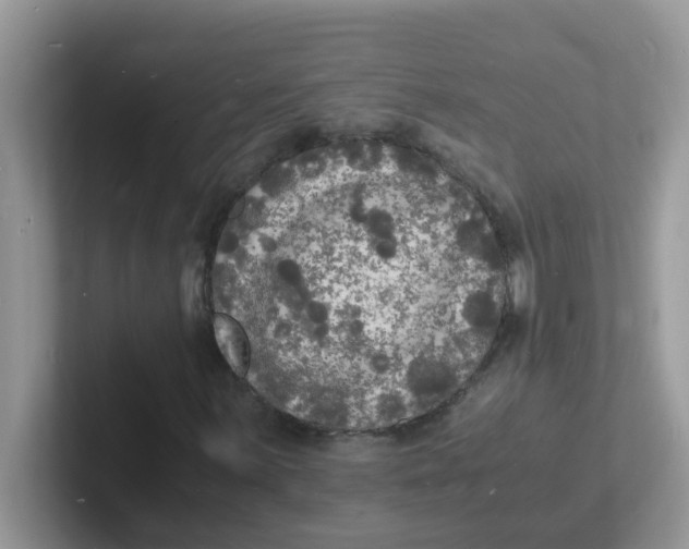 X0000101481059200807281035