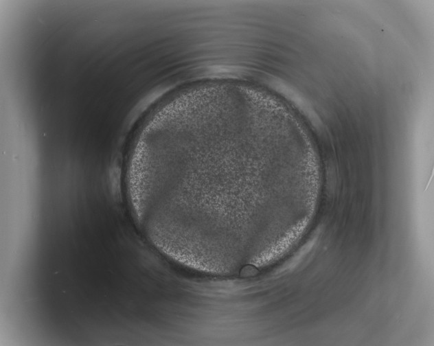 X0000101481066200807281035