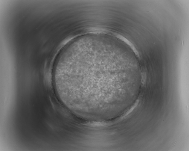 X0000101481074200807281035