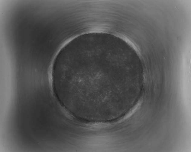 X0000101481077200807281035