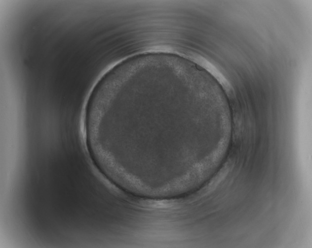 X0000101481084200807281035