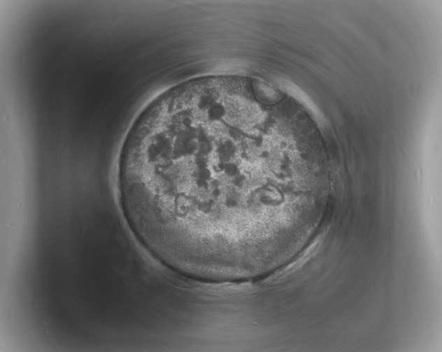 X0000101481087200807281034